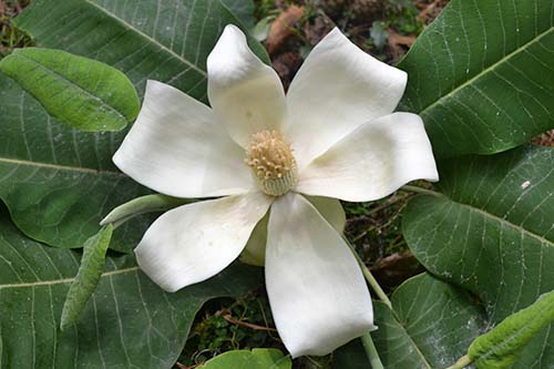 Magnolia Rzedowskiana