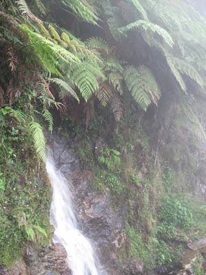 Bosque Mesófilo