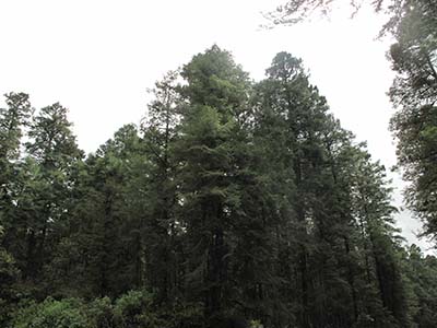 Bosque de Abies 