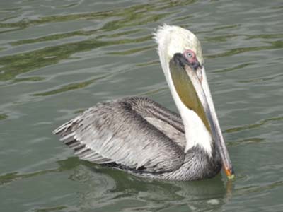 Ecología de aves en humedales