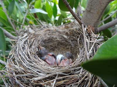 Nido del Turdus rufopalliatus