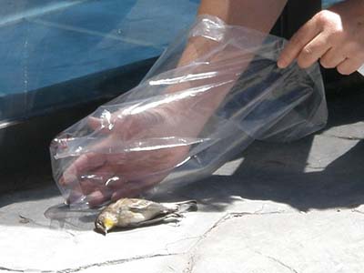 Aves que colisionan con las ventanas