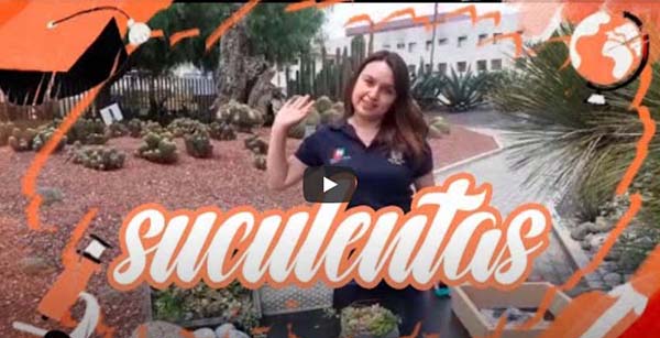suculentas
