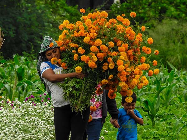 Flor de cempasúchil 5