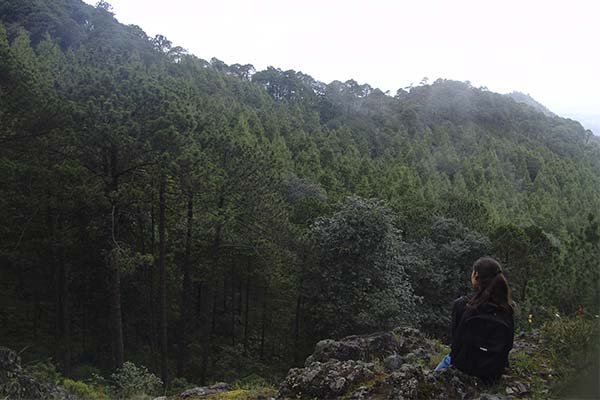 Manejo forestal
