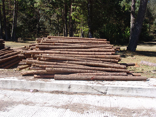 Manejo forestal 2