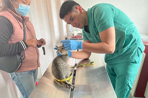 Curando Patitas 4