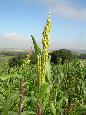 El corazón aún late en México: segunda parte 2