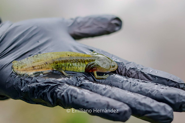 Entre dos mundos: anfibios y su importancia en el ecosistema 3-1