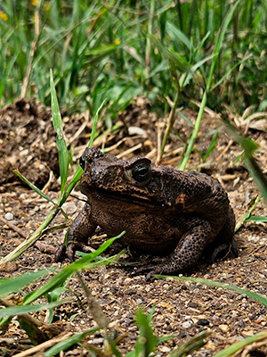Entre dos mundos: anfibios y su importancia en el ecosistema 3-3