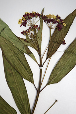 Herbarios, guardianes de la biodiversidad vegetal 11-2