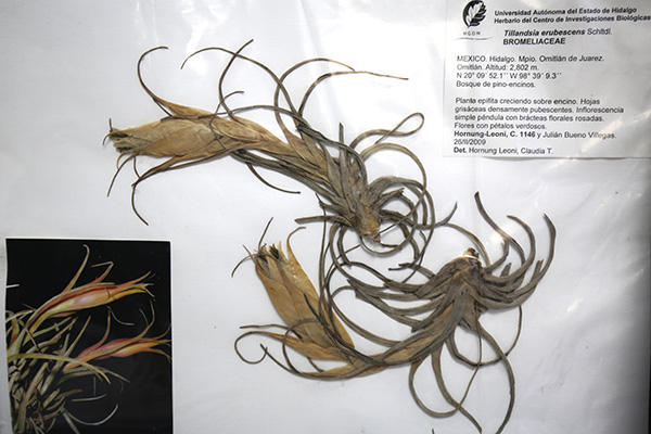 Herbarios, guardianes de la biodiversidad vegetal 3