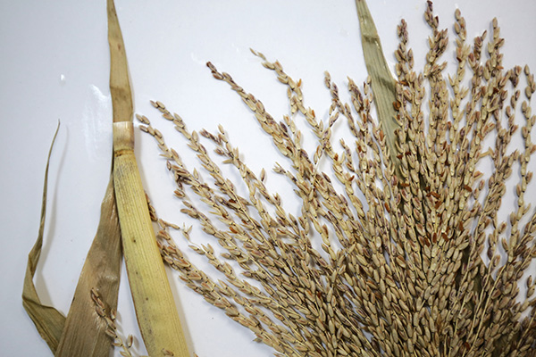 Herbarios, guardianes de la biodiversidad vegetal 4-2