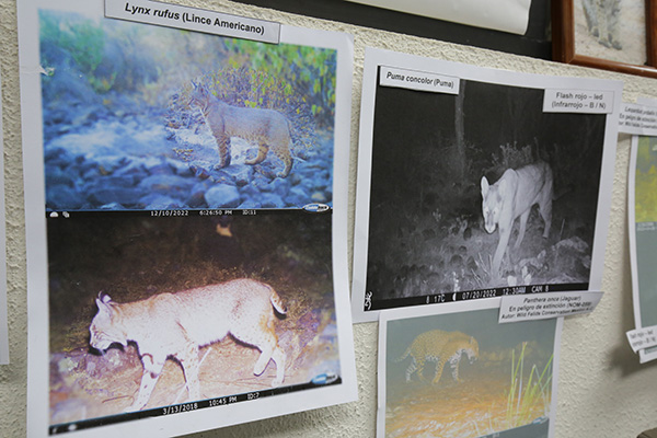 Mamíferos de Hidalgo y los retos de su conservación 4