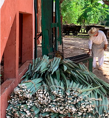 Henequén: fibra, historia y futuro sustentable para México 2