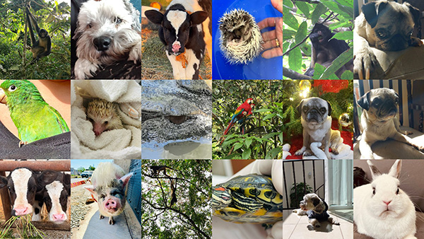 Definiendo el Bienestar Animal 2