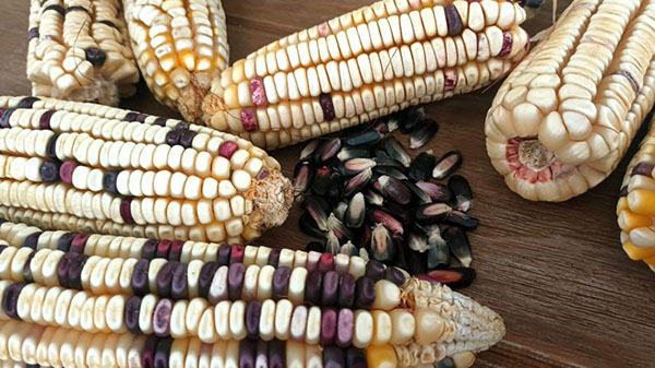 El arcoíris del maíz: más allá del alimento, su riqueza y sus beneficios en la salud 2