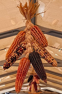 El arcoíris del maíz: más allá del alimento, su riqueza y sus beneficios en la salud 3