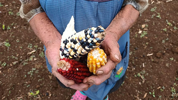 El arcoíris del maíz: más allá del alimento, su riqueza y sus beneficios en la salud 4