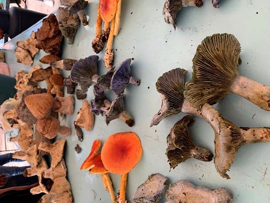 Entre árboles y neblina: la ciencia, tradición y vida que brotan de los hongos silvestres en Acaxochitlán, Hidalgo 2