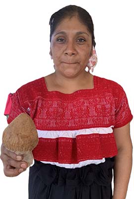 Entre árboles y neblina: la ciencia, tradición y vida que brotan de los hongos silvestres en Acaxochitlán, Hidalgo 4