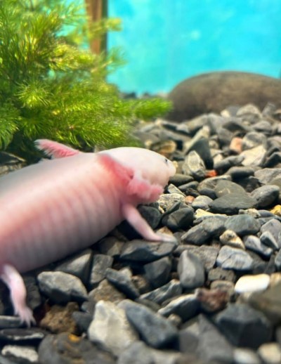 Enriquecimiento ambiental: mejorar la calidad de vida de los animales mediante su entorno G1